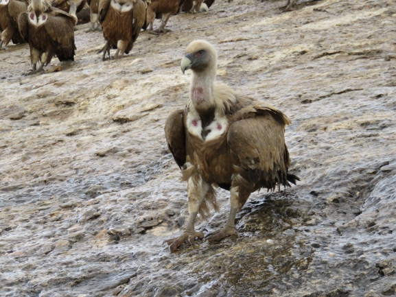 Castilla y León apuesta por el seguimiento de las especies de buitres más amenazadas en la Comunidad