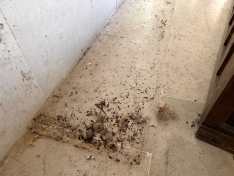 GALERÍA |  Suciedad, basura y ratones: así ha quedado el Monasterio de Belorado tras el desahucio