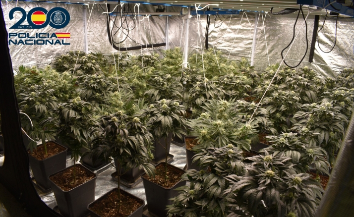 Desmantelan una plantación de marihuana en Burgos y detienen a un hombre por tráfico de drogas