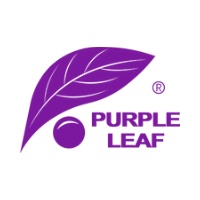 Purple Leaf