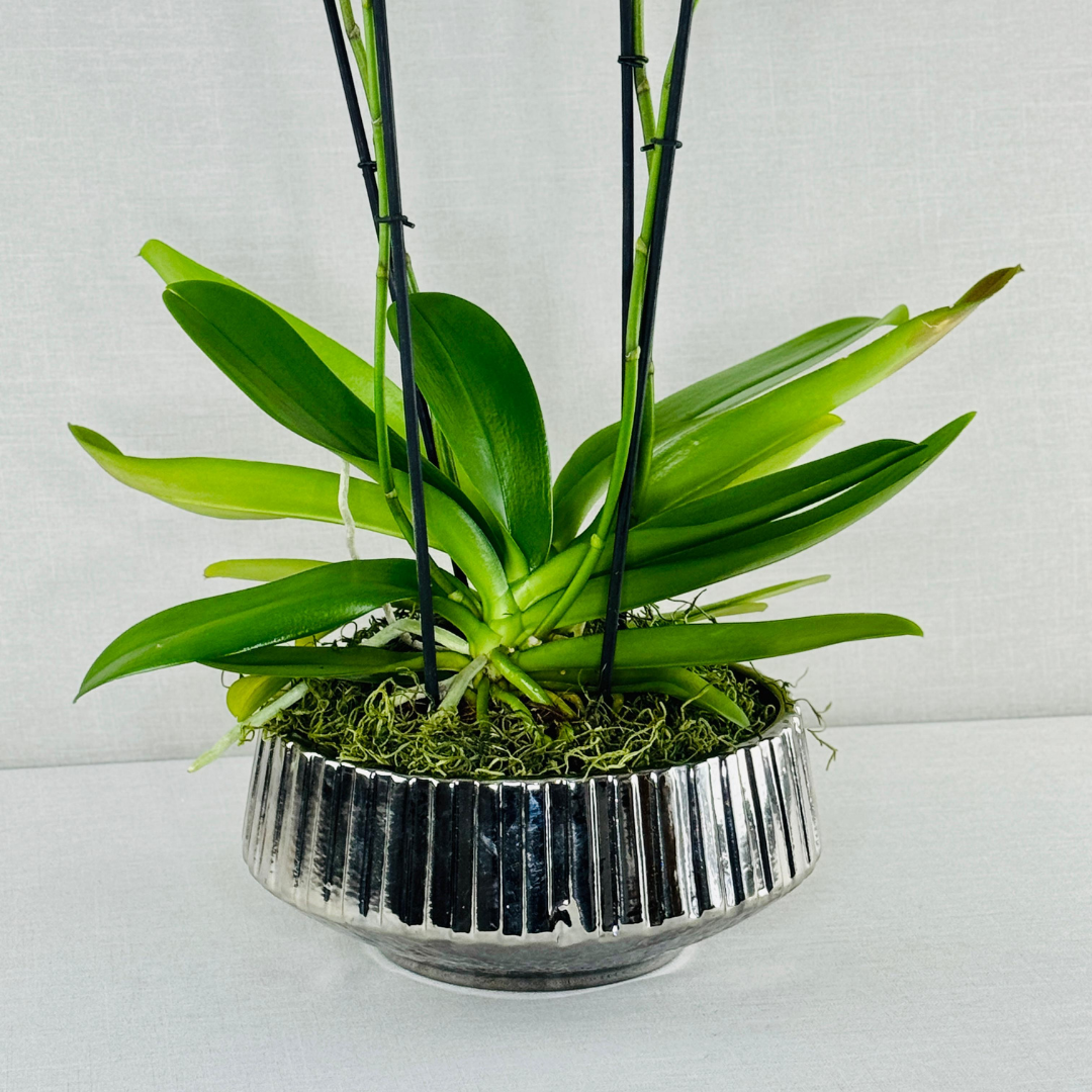 Maceta plateada acanalada de vidrio con orquídea de hojas verdes y musgo
