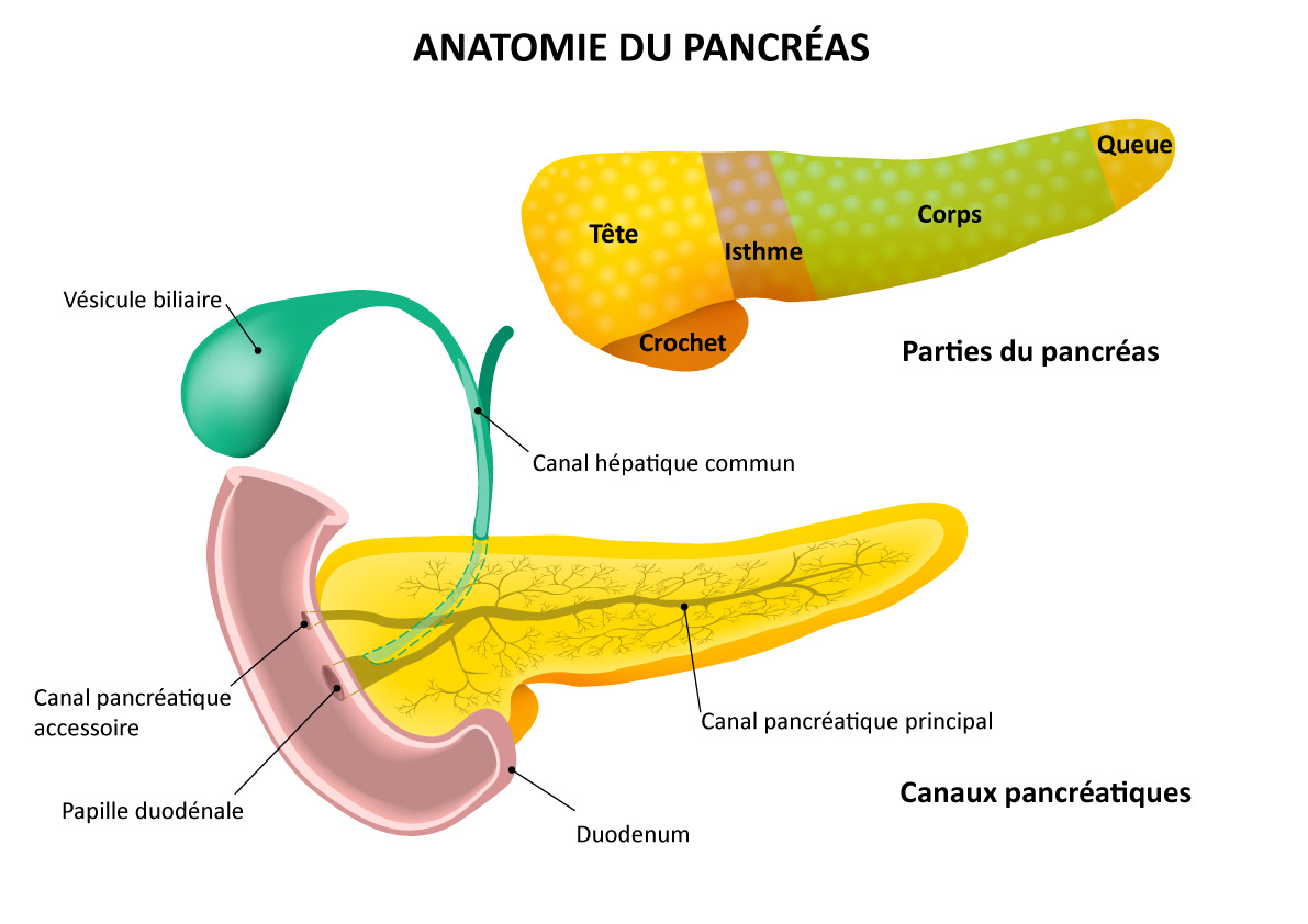 Cancer du pancréas : anatomie des parties et canaux pancréatiques