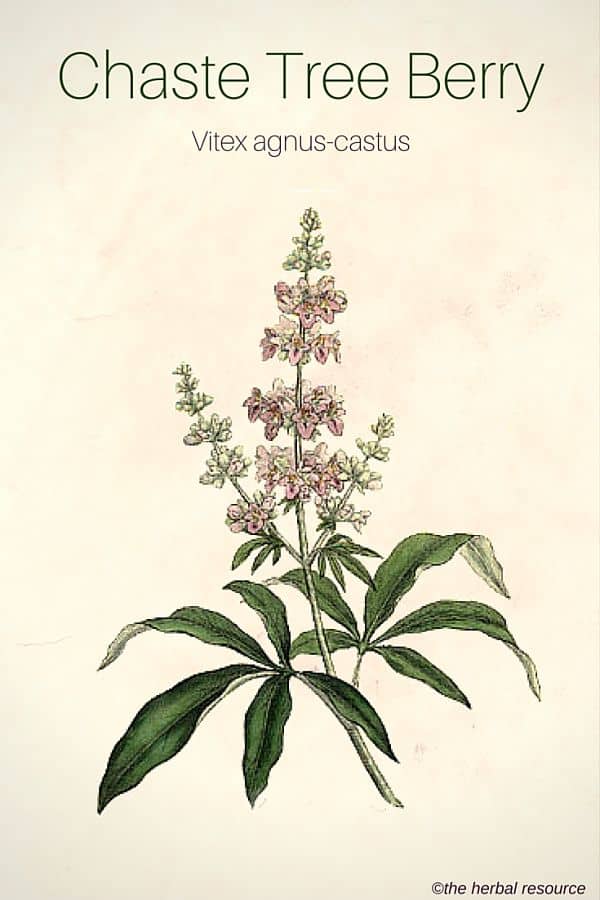 What the heck is vitex