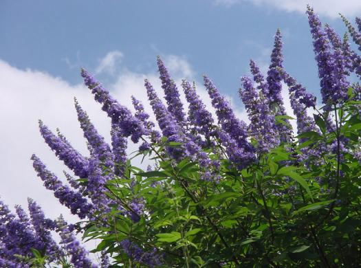 What the heck is vitex