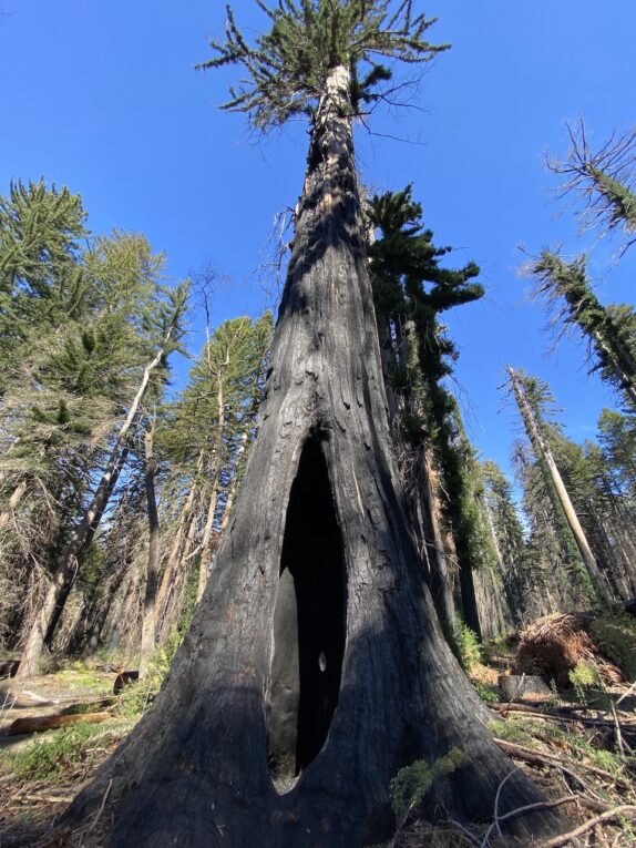 Big Basin Redwoods State Park