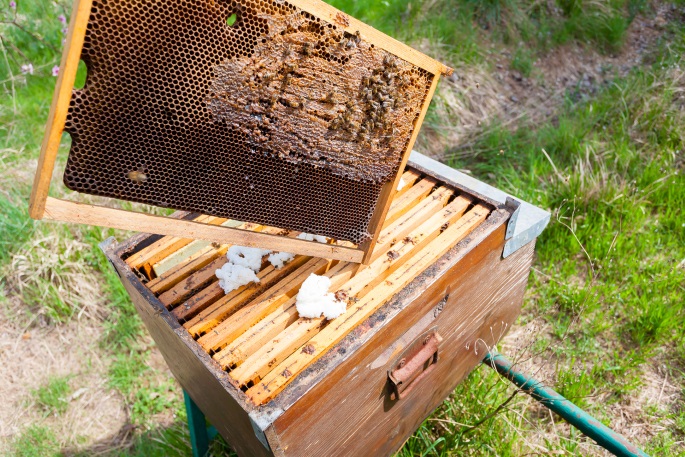 Comment installer une ruche dans votre jardin ?