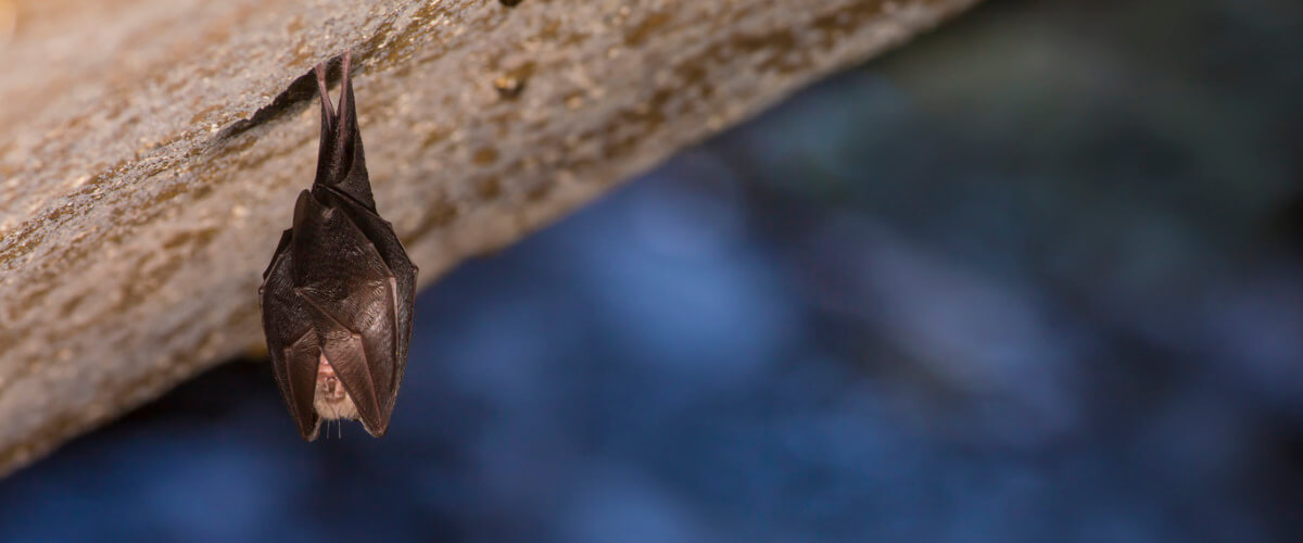 Chauve Souris Dans Une Maison Presage Ventana Blog