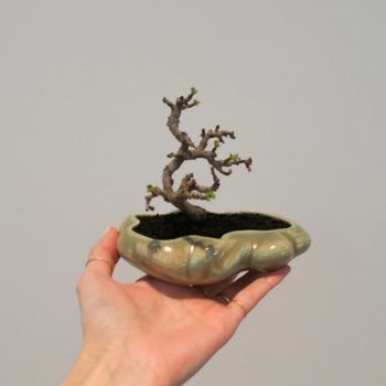 KOKON BONSAI