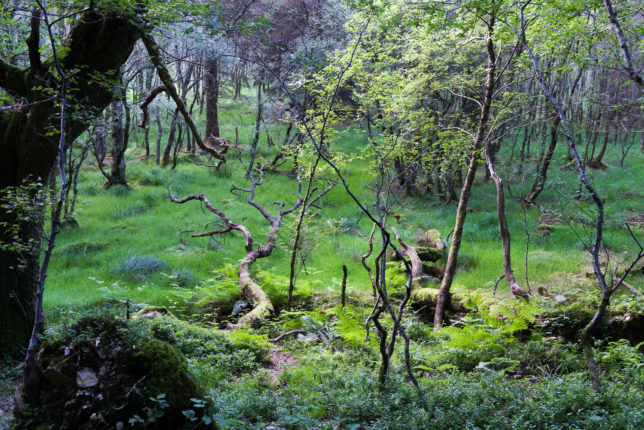 Forest, Glendalough, Ireland