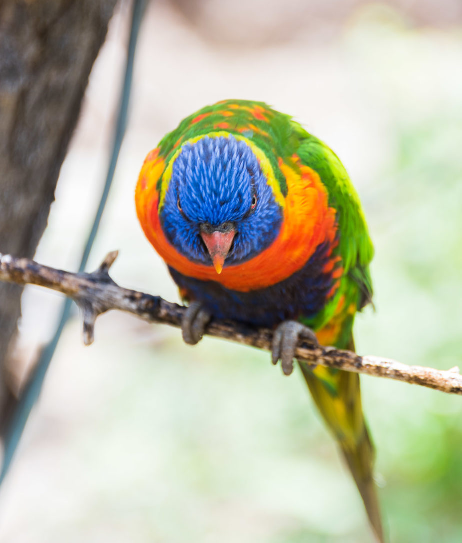 Painted Lorikeet, Denver Zoo, Colorado