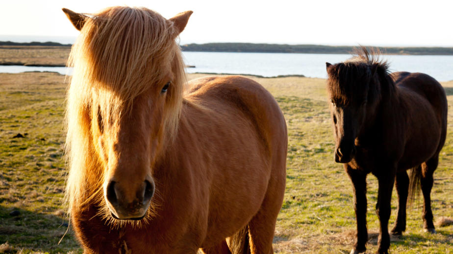 Icelandic Ponies