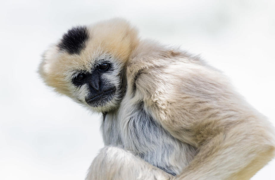 Northern White-Cheeked Gibbon, Denver Zoo, Colorado