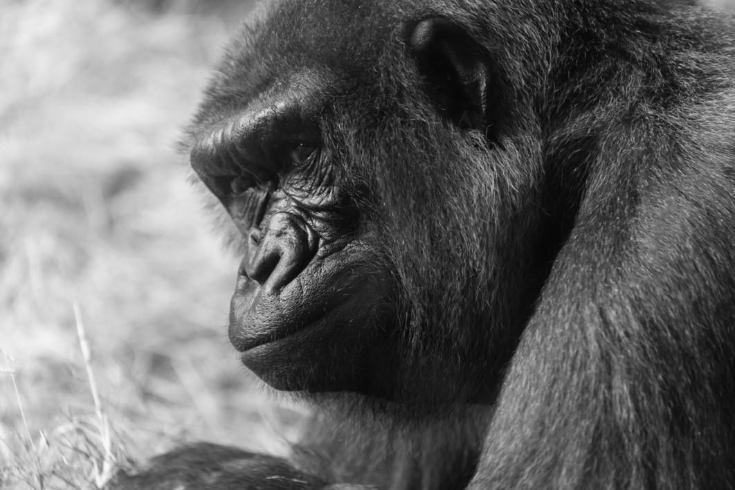 Gorilla, Disney Animal Kingdom, Florida