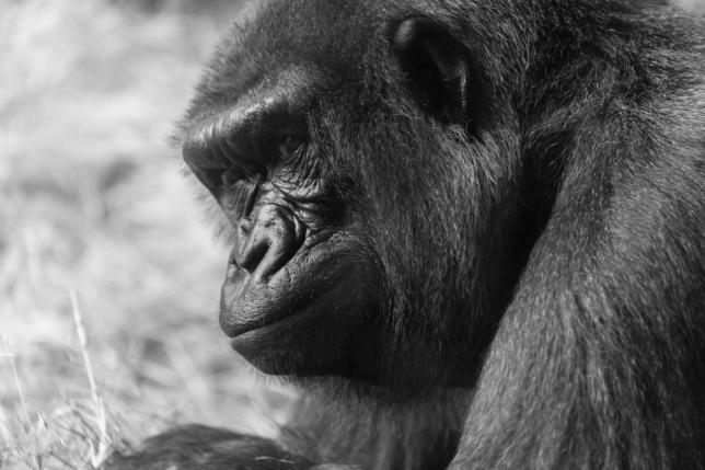 Gorilla, Disney Animal Kingdom, Florida