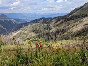 Wildflowers