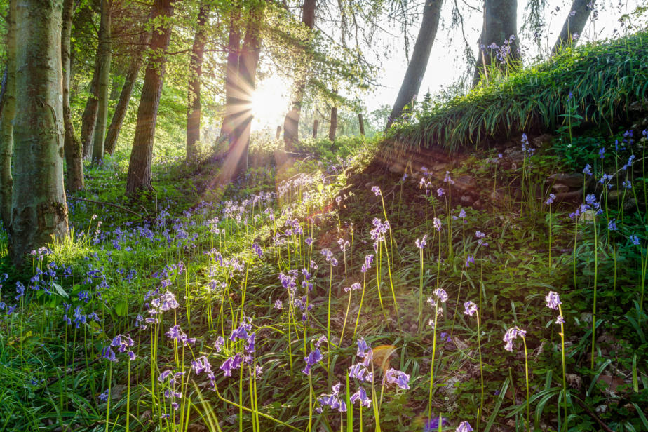 Forest Sunset I, Dochfour, Inverness, Scotland.