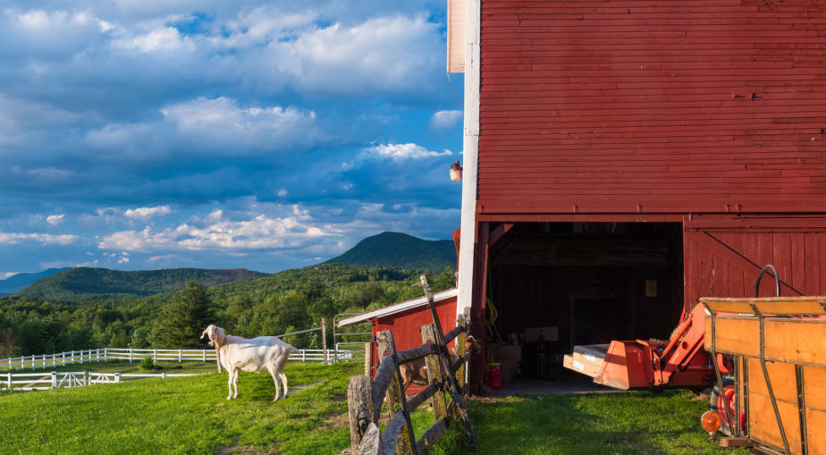 Goats at Mountain Valley Farm, Waitsfield, Vermont