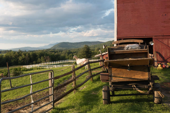 Goat and hay wagon