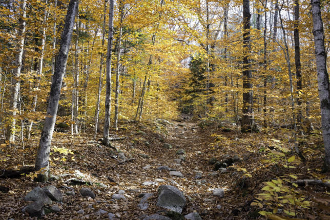 Trail to Champney Falls, Albany, New Hampshire