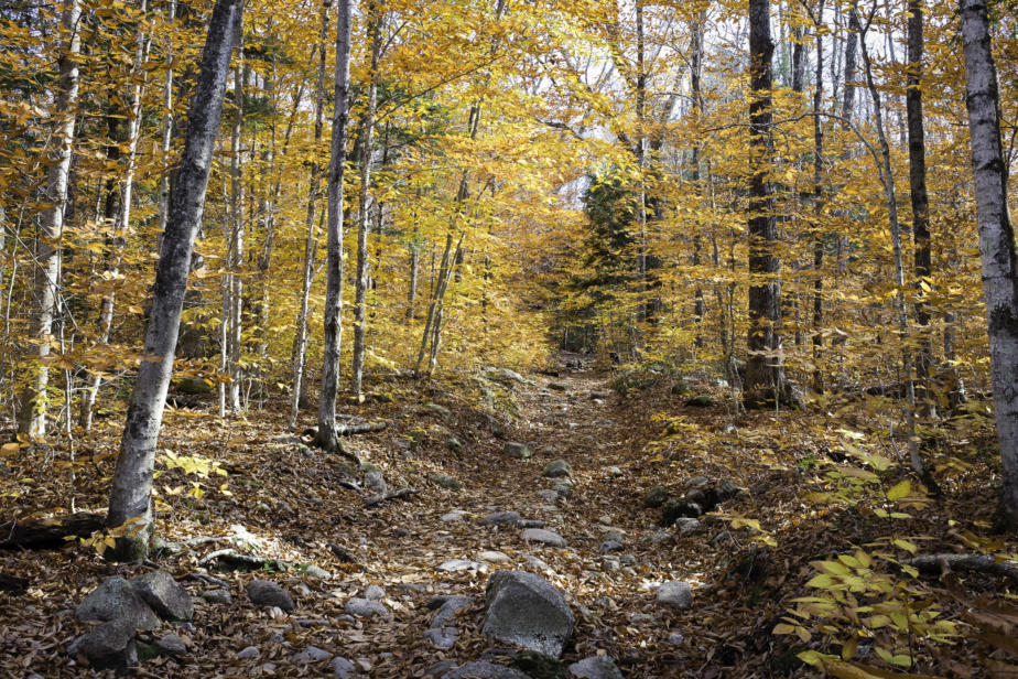 Trail to Champney Falls, Albany, New Hampshire