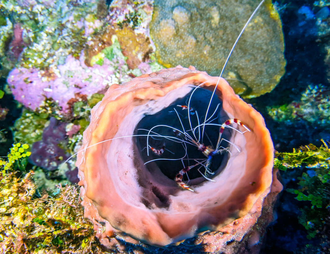 Banded Shrimp, Turneffe Atoll, Belize