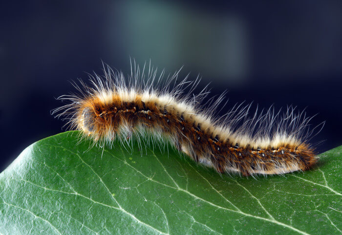 caterpillar close up on a leaf