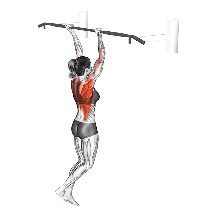 Käänteinen ote leuanveto - harjoituksen suoritus