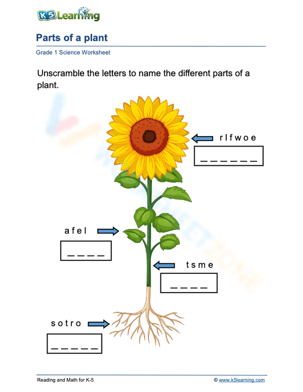 parts-of-a-plant-worksheet