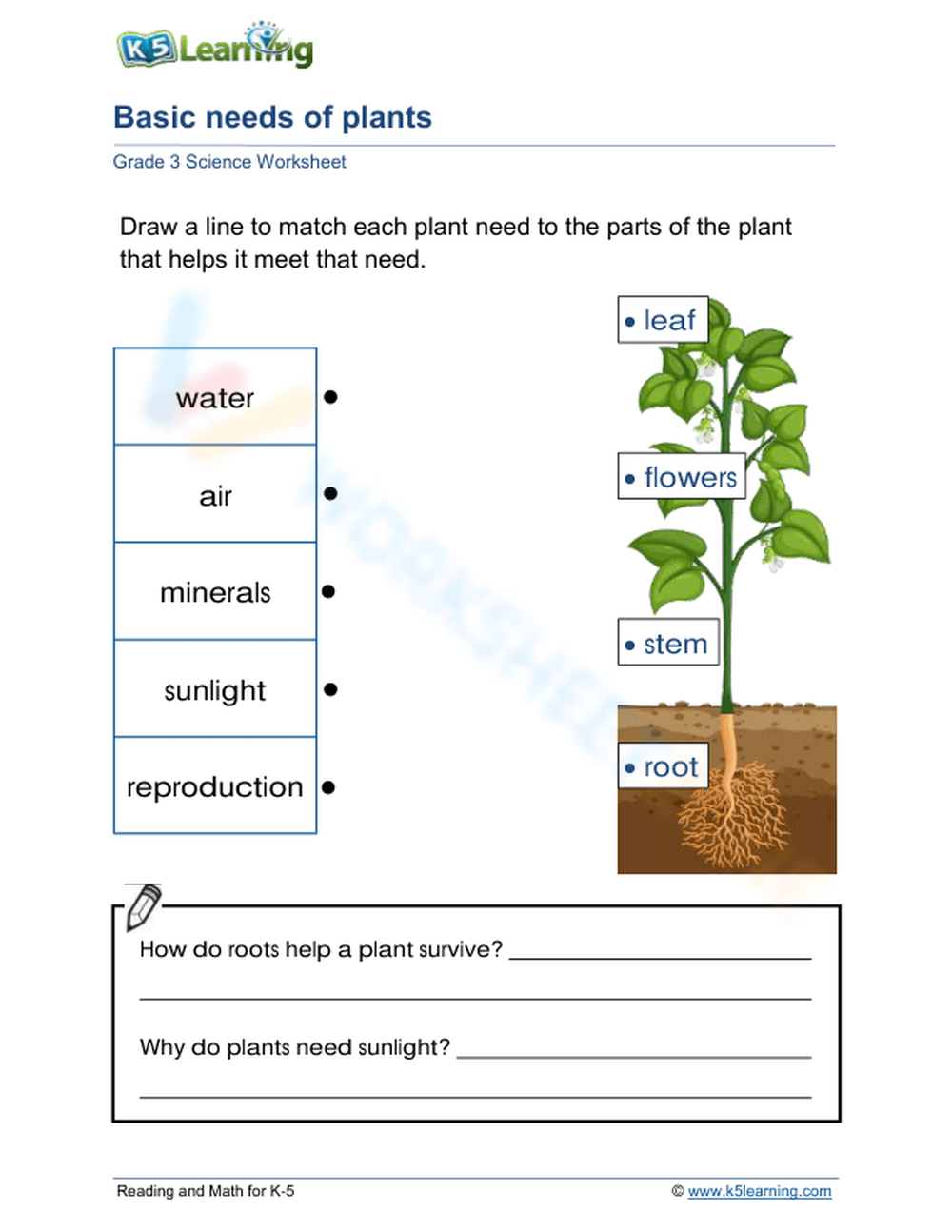 basic-needs-of-plants-worksheet