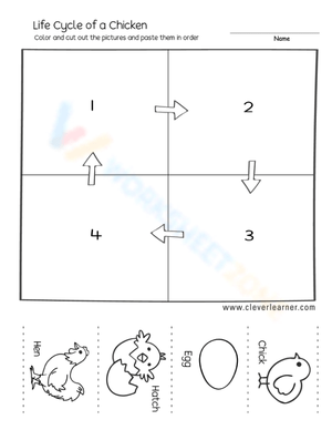 Life cycle of a chicken 1