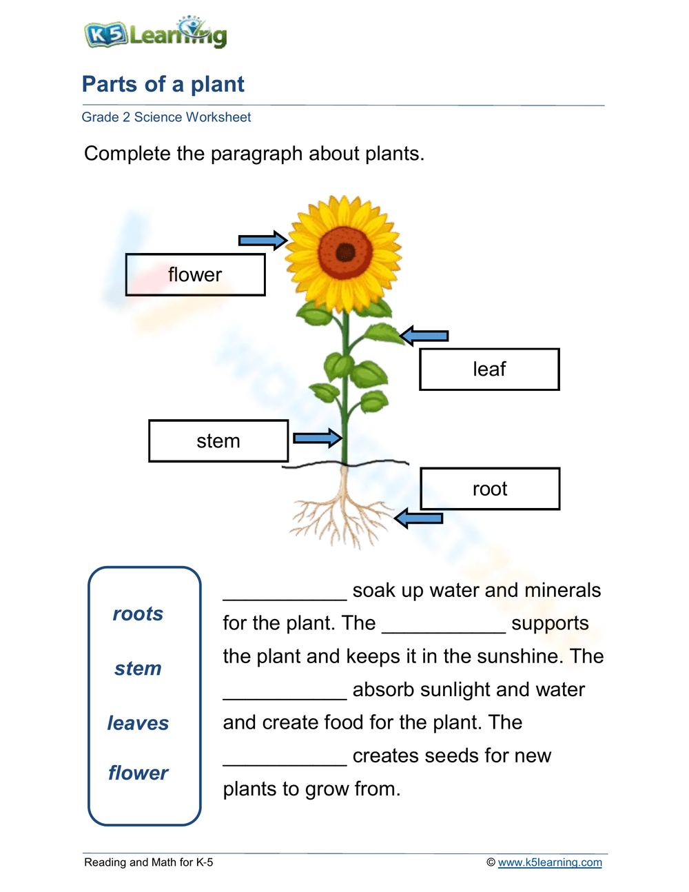 Plant Anatomy Worksheet