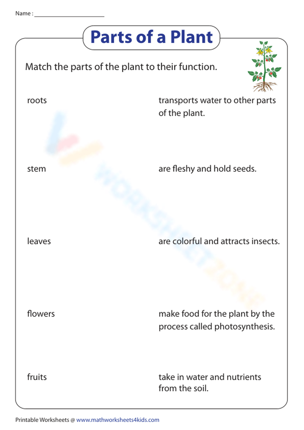 Match The Parts Of The Plant To Their Functions Worksheet