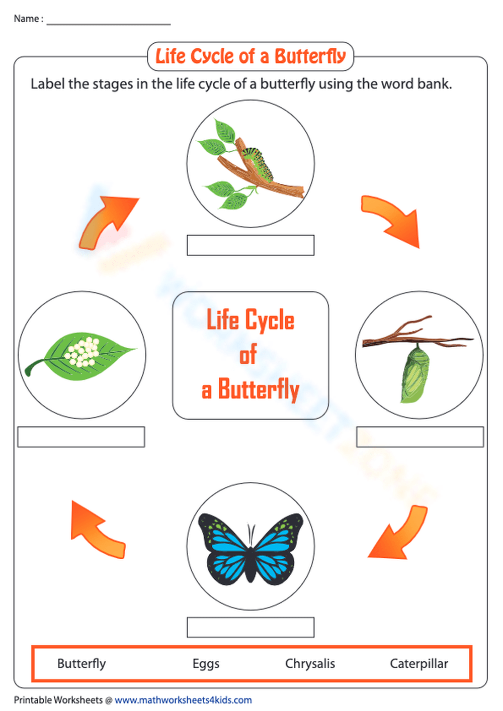 Life Cycle Of A Butterfly: Labeling The Four Stages Worksheet