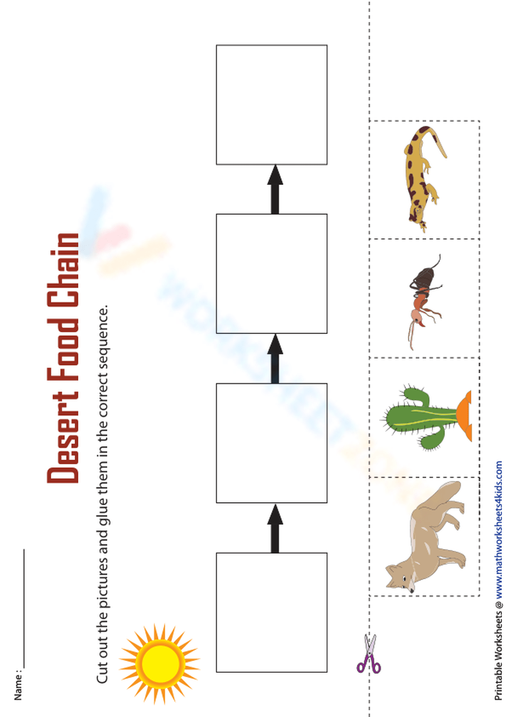 Desert Food Chain Worksheet