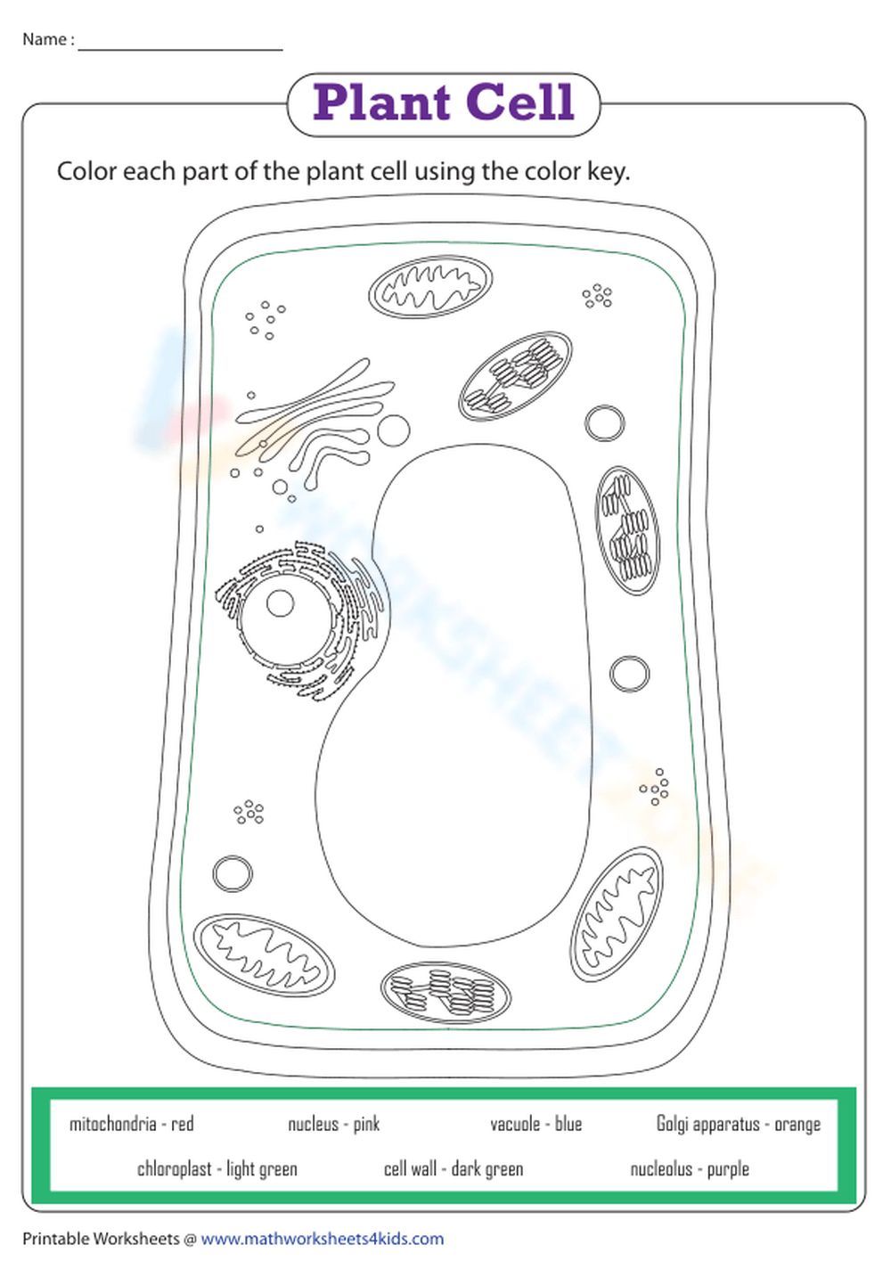 plant cell coloring