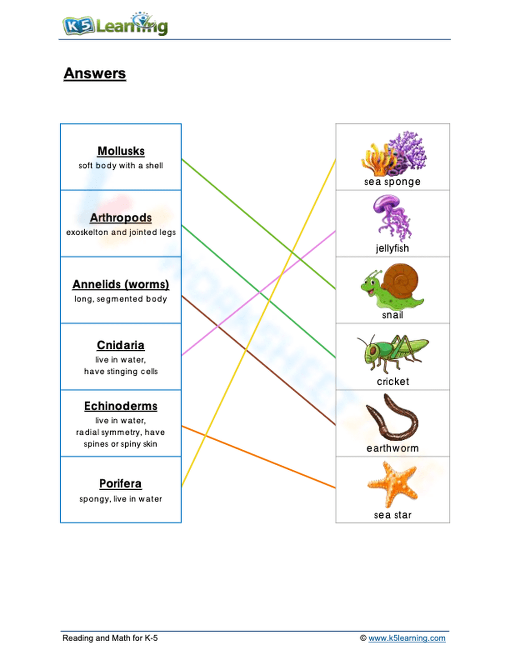 Invertebrate Classification Worksheet