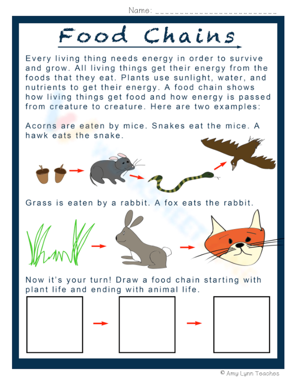 Food Chains Worksheet Biology Diagrams