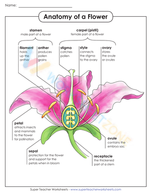 Anatomy of a flower