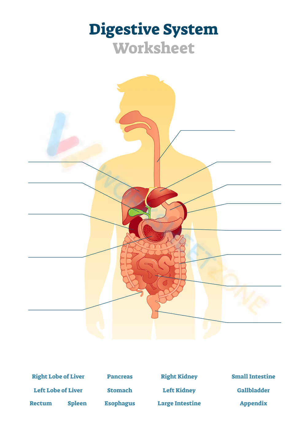 Digestive System Worksheet