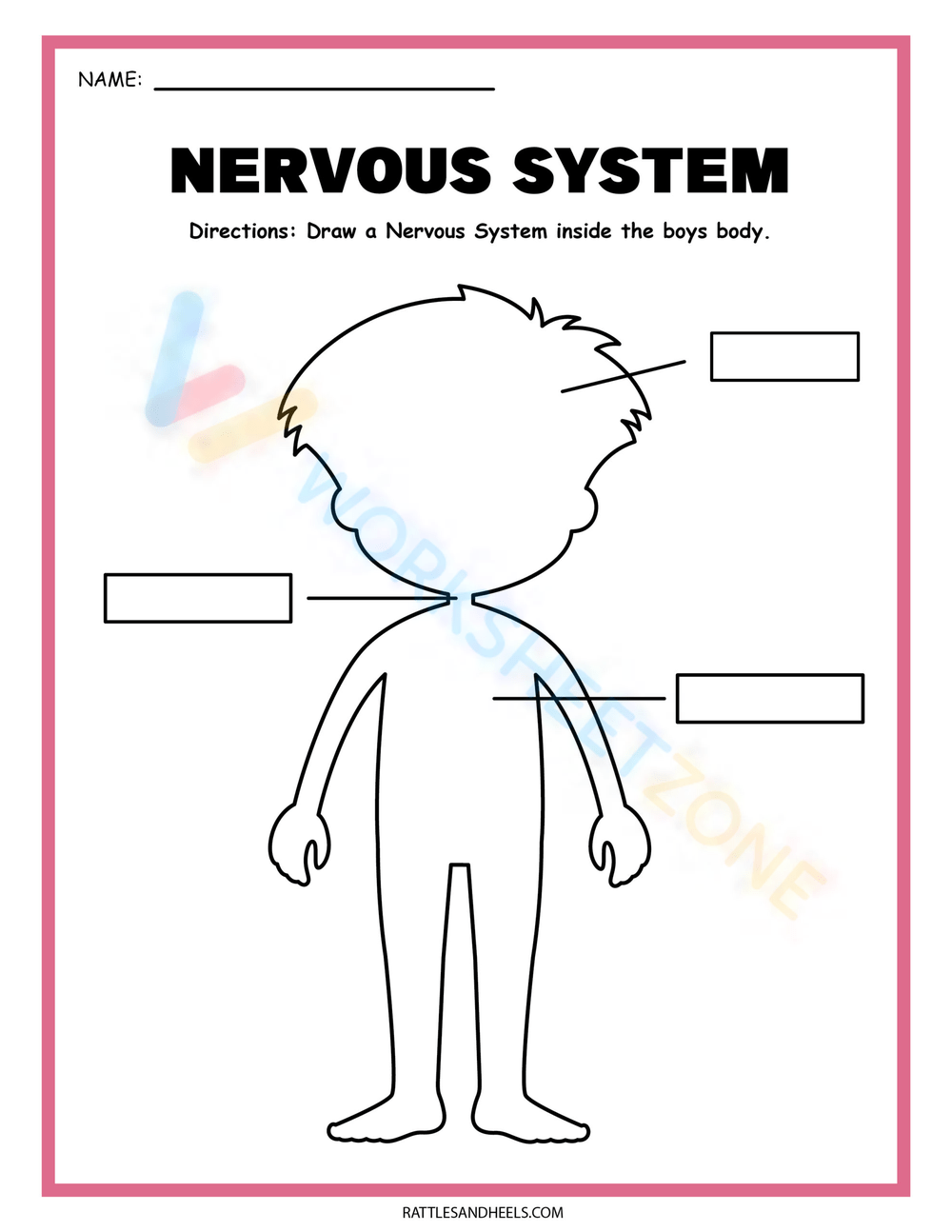 Draw The Nervous System Worksheet