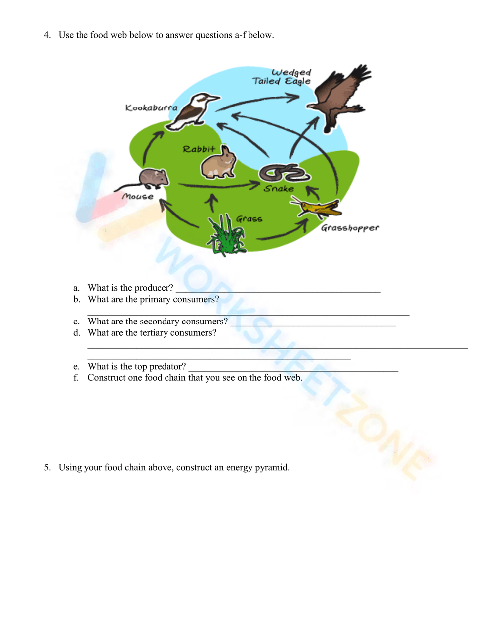 Food Chains And Webs Worksheets