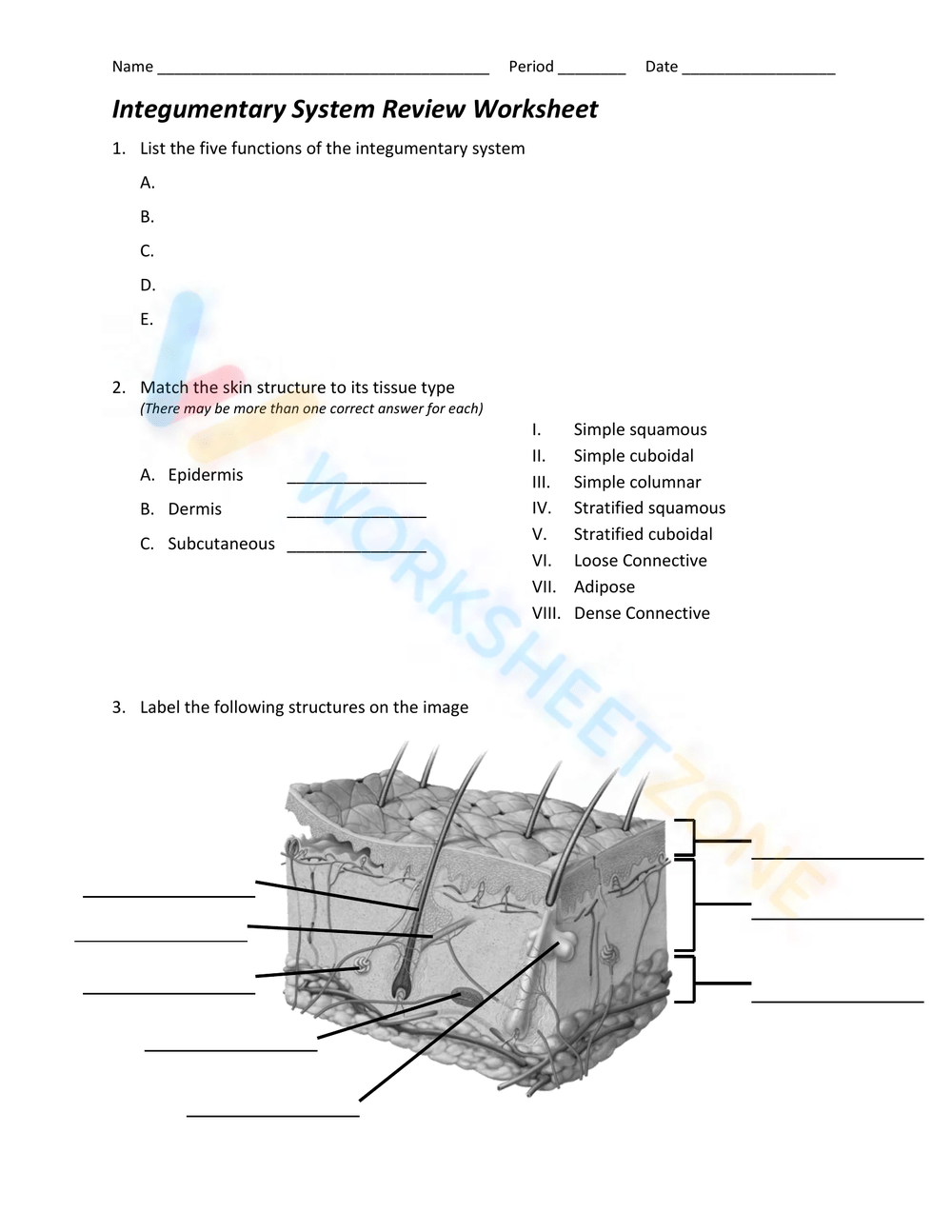 integumentary-system-worksheet