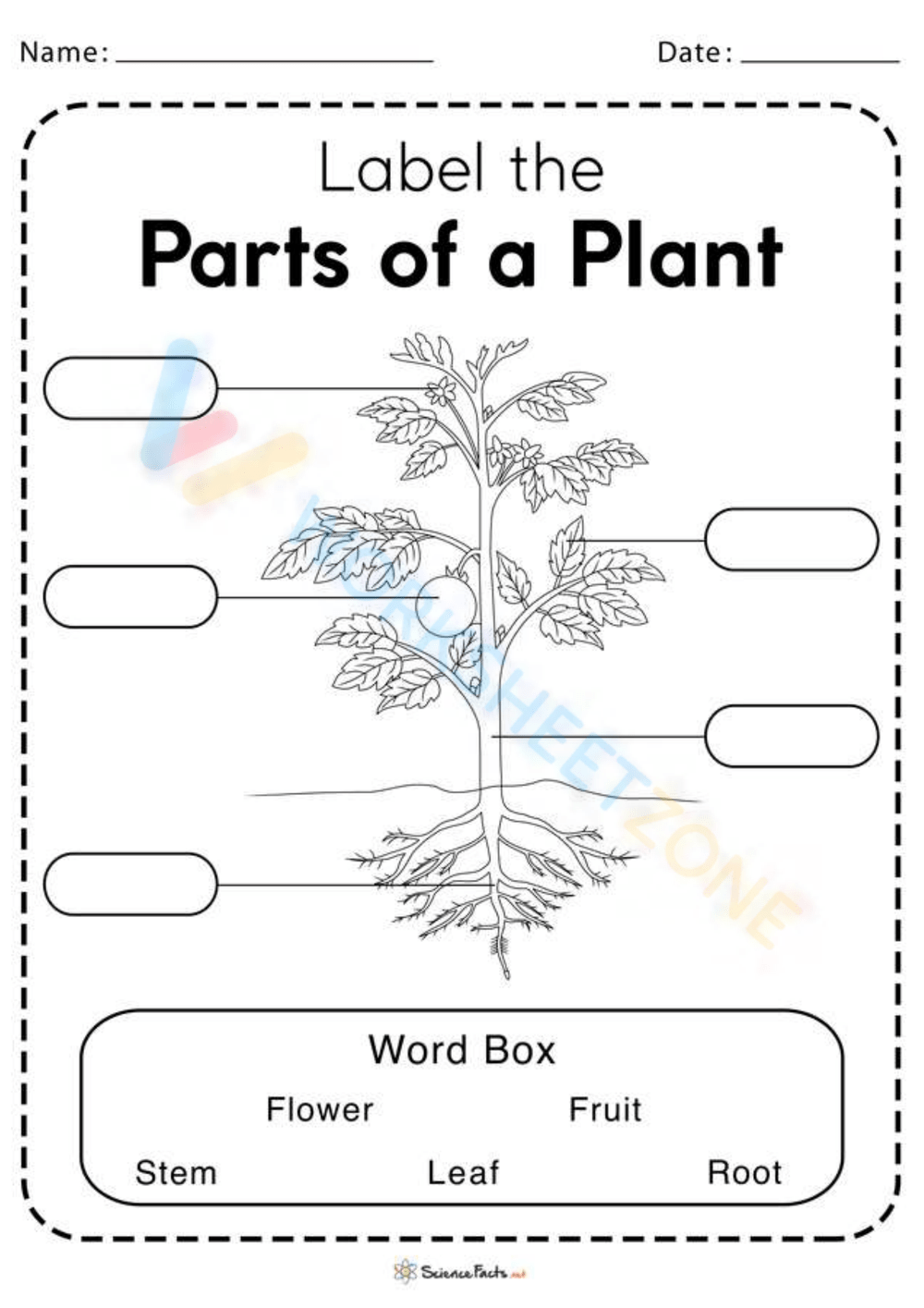 Parts Of A Plant Worksheet W1000 H1415 Preview 0 