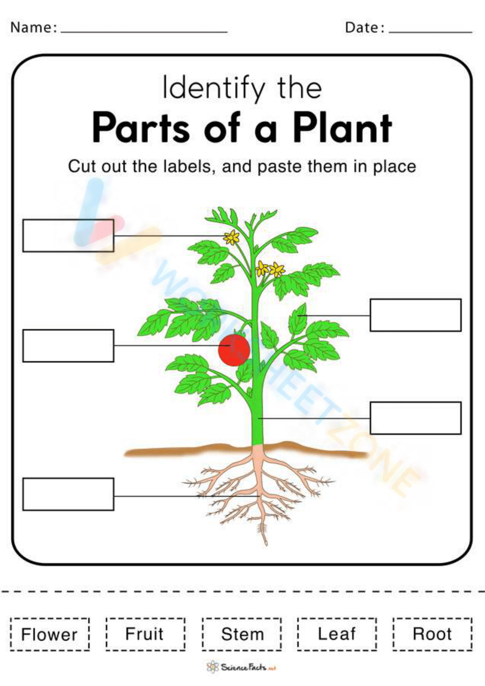 Parts of a Plant Worksheet Cut and Paste