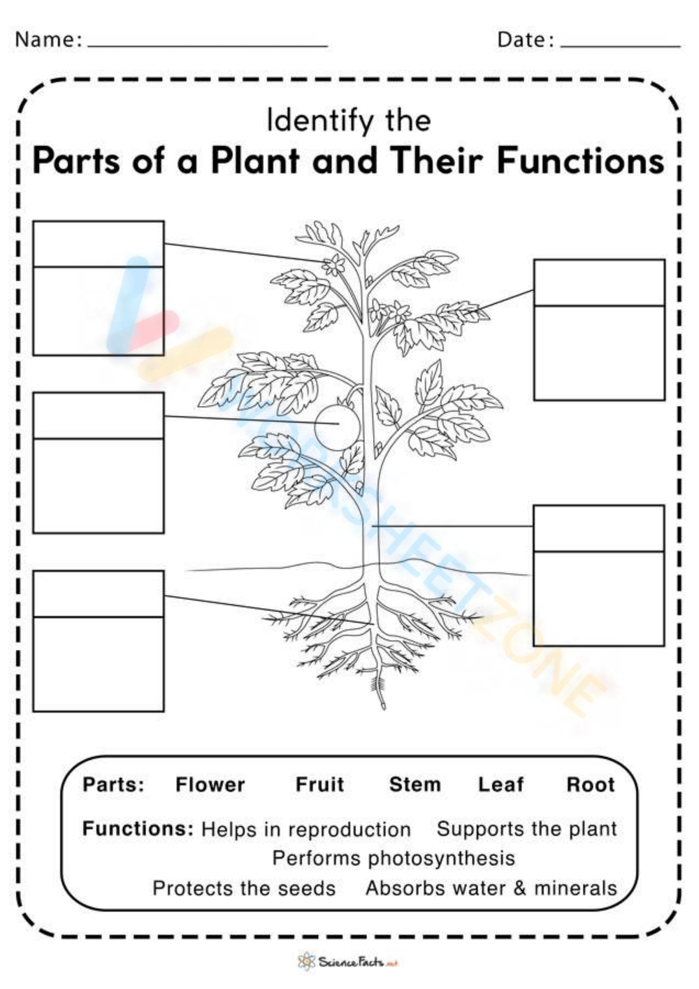 Parts of Plants and Their Functions Worksheet