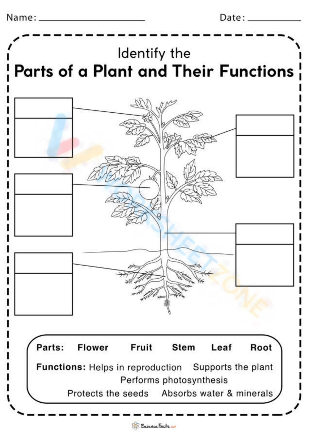 Parts Of Plants And Their Functions Worksheet Worksheet