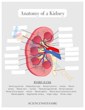 anatomy 7