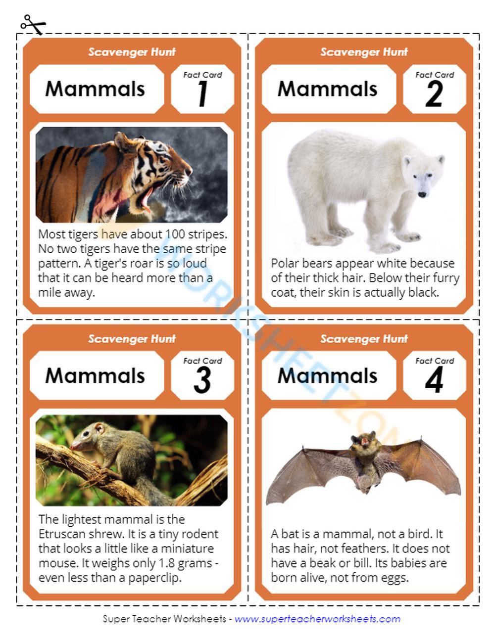 animal classification 2