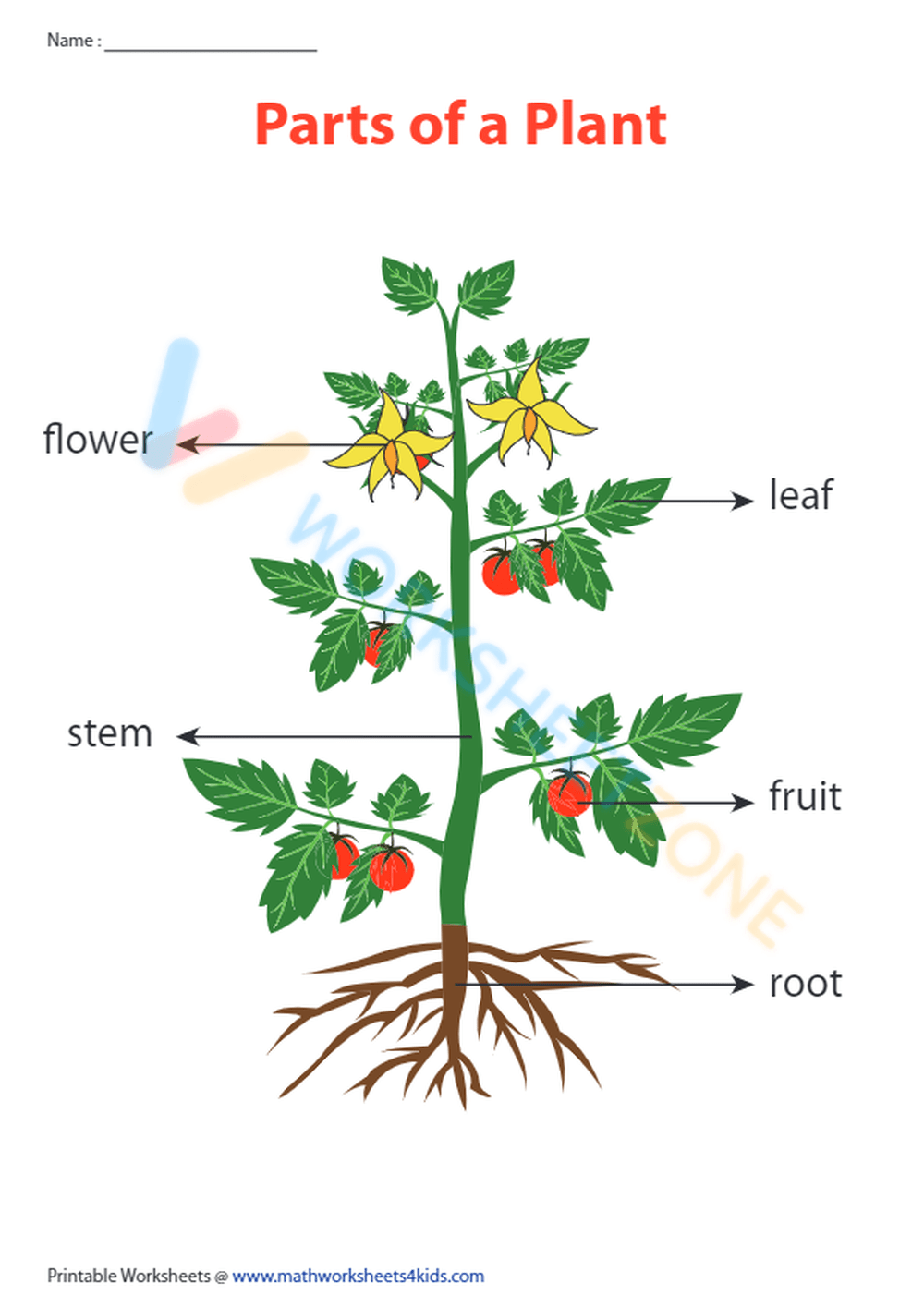 parts of a plant 1