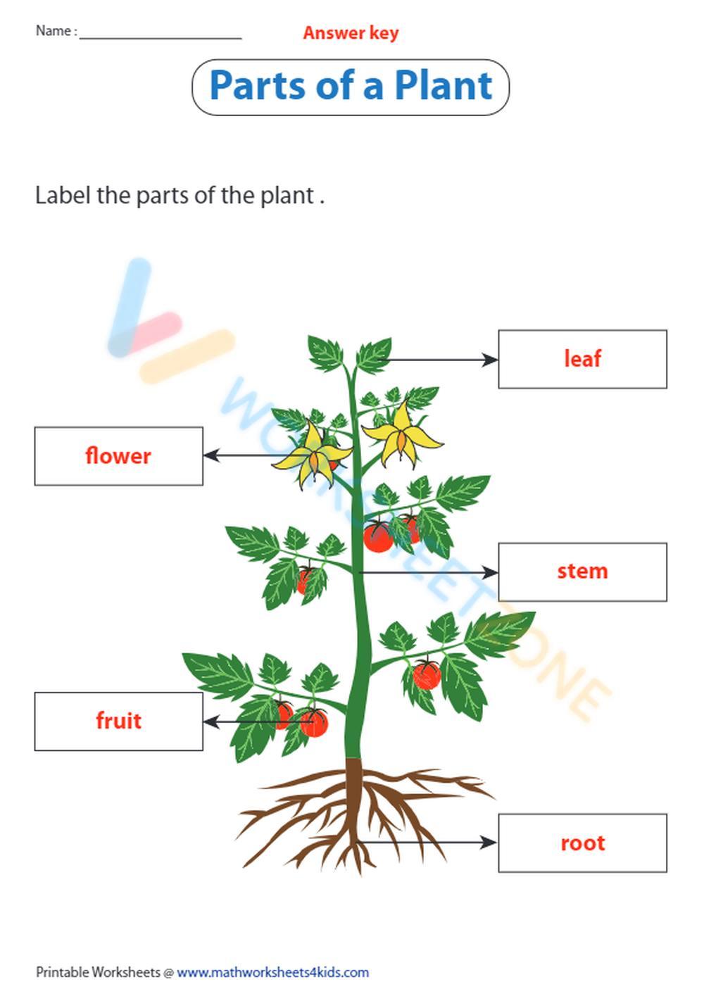 parts of a plant 2